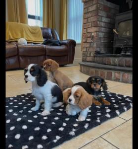 Cavalier King Charles puppies