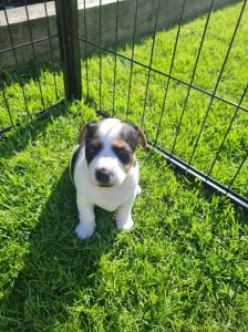 Jack Russell puppies