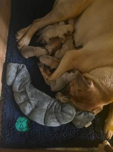 Bull Mastiff puppies in Beverley