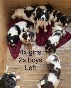 English springer spaniel puppies