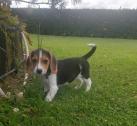 Amazing Beagle puppies Available in Newport Pagnell