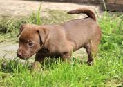 Beautiful fully vaccinated patterjack puppies in Widnes