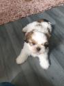 Shih Tzu Male Pup 7 Week Old in Runcorn