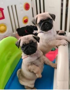 2 Pug puppies