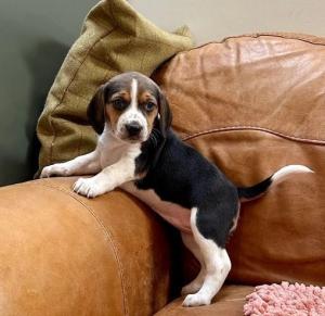 Beautiful Beagle Pups