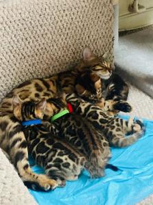 Bengal Cats for sale