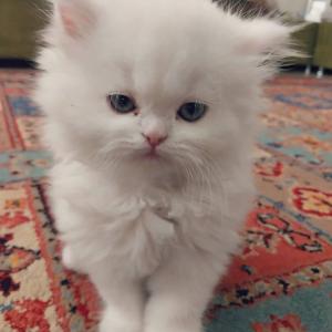 Persian White Kitty Kat