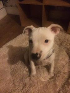 Staffy pup looking for forever home