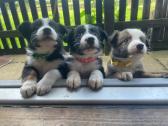 basset hound|boerboel|border collie Puppies in Lyndhurst