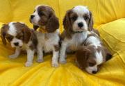 Cavalier King Charles Puppies in Dungannon