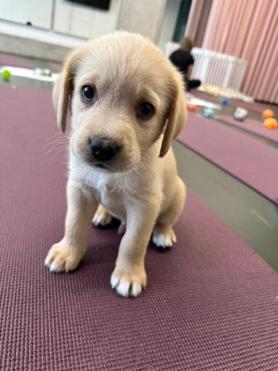 Labrador retriever puppies in Newham, London