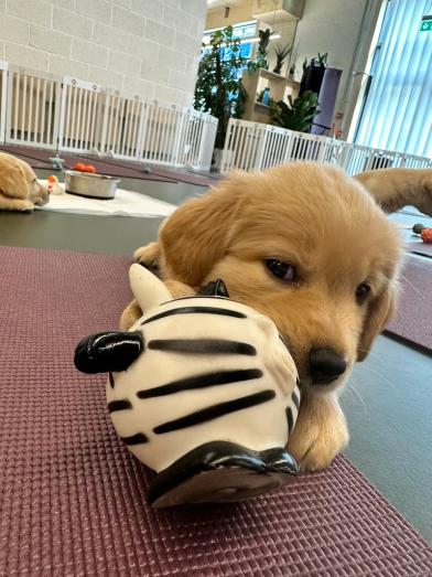 Labrador retriever puppies in Newham, London