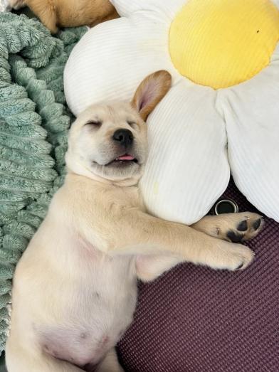 Labrador retriever puppies in Newham, London