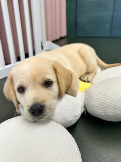 Labrador retriever puppies in Newham, London