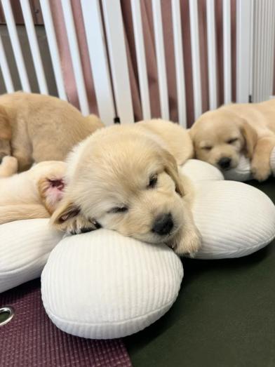 Labrador retriever puppies in Newham, London