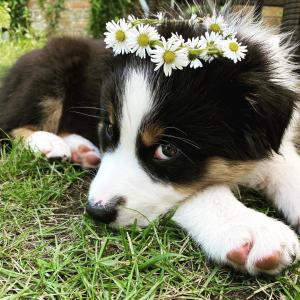 Approved Housebroken  Australian Shepherd Puppy