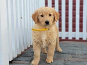 Beautiful Golden Retriever Puppies