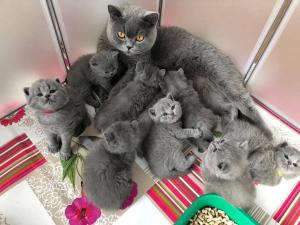 BRITISH SHORTHAIR KITTENS