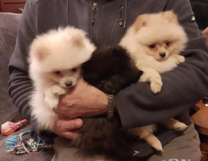 Gorgeous Pomeranian Puppies 2 Cream & 1 Black