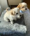 Fluffy Maltipoo puppies