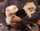 Gorgeous Pomeranian Puppies 2 Cream & 1 Black in Coulsdon