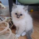 Gorgeous Ragdoll kittens ready now in Essex