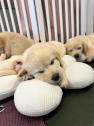 Labrador retriever puppies