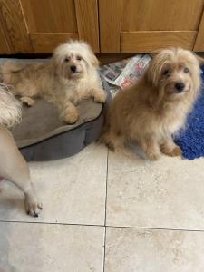 Beautiful fluffy lhasa po x Toypoodle Boys