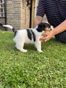 Gorgeous Jack Russell Puppies Litter of 8