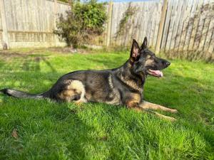 Meet Sonny, the Exceptional 18 Months Old German Shepherd for Sale