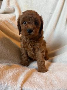 Red Toy Poodle puppies