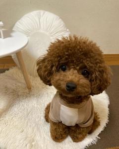 Rehoming Arthur,  Healthy & Loving Toy Poodle