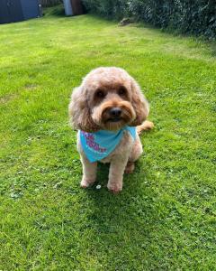 Rehoming Teddy, A Smart & Loving Cockapoo