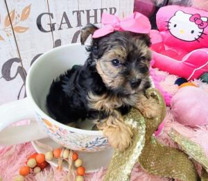 T-Cup Yorkie Puppy