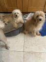 Beautiful fluffy lhasa po x Toypoodle Boys in Kingsnorth