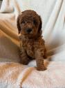 Red Toy Poodle puppies in Newcastle upon Tyne