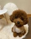 Rehoming Arthur,  Healthy & Loving Toy Poodle in Camden