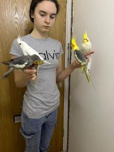 Cockatiels for sale