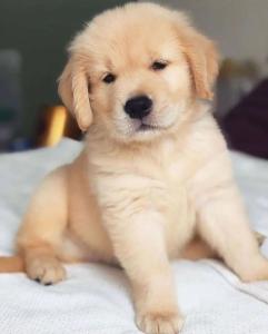 Registered Golden Retriever Puppies For Sale Kc Registered