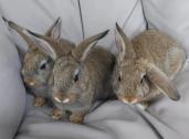 3 caramel coloured Baby Bunnies in Enfield