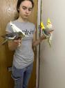 Cockatiels for sale in Salford