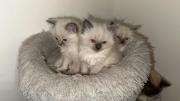 Fluffy ragdoll kittens in Sparkhill