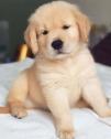 Registered Golden Retriever Puppies For Sale Kc Registered in Enfield