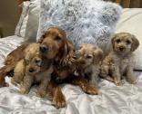 F1 Cockapoo Puppies in Hamilton