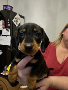 Miniature Dachshund puppies