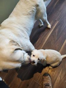 Labrador pups