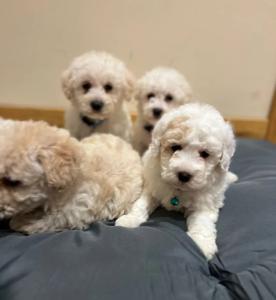 Westiepoo Puppies - West Highland Terrier x Toy poodle