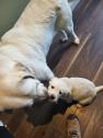 Labrador pups in Londonderry