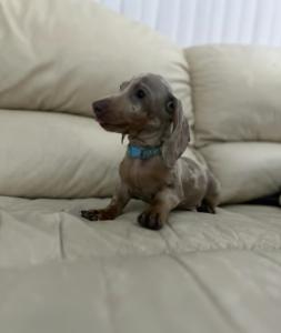 Dachshund puppies