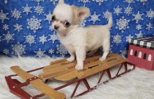 Chihuahua puppies available